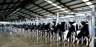 Thông báo tuyển 5-6 nam kỹ sư chăn nuôi bò sữa làm việc tại tỉnh Okayama Nhật Bản. Lương 42 triệu đồng/tháng