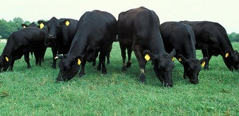 Thông báo tuyển 2 nam kỹ sư chăn nuôi bò thịt tại tỉnh Nagashaki Nhật Bản