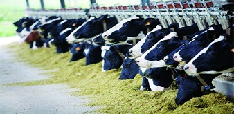 Thông báo tuyển 2 nữ kỹ sư chăn nuôi bò sữa làm việc tại tỉnh Hokkaido Nhật Bản. Lương 44 triệu đồng/tháng
