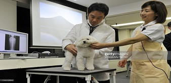 Tuyển 2 nam, 2 nữ kỹ sư làm việc về thú cưng tại tỉnh Tokyo Nhật Bản. Lương 42 triệu/tháng