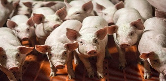 Tuyển 4 nam kỹ sư chăn nuôi thú y đi làm việc tại trang trại lợn tỉnh Iwate Nhật Bản. Lương 52 triệu/tháng